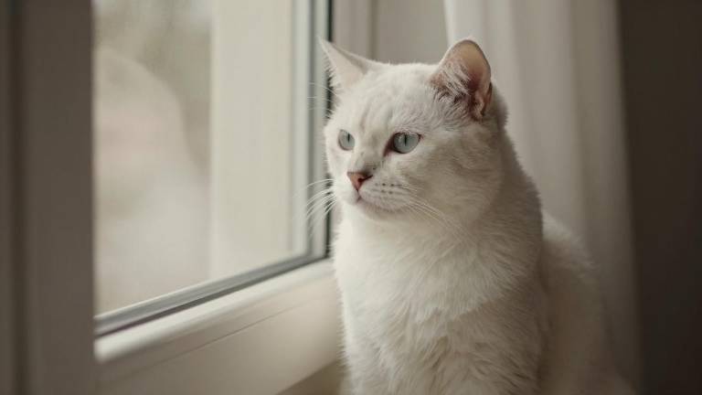 中国常驻联合国副代表：日本是“国际秩序破坏者”