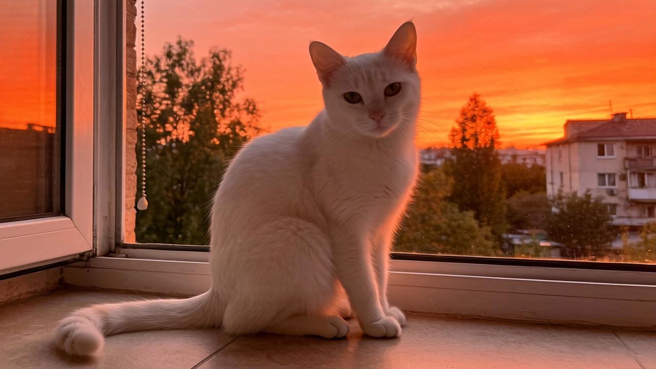 积极思维如何关联健康？国际最新研究称或助大脑支持免疫系统第一张图