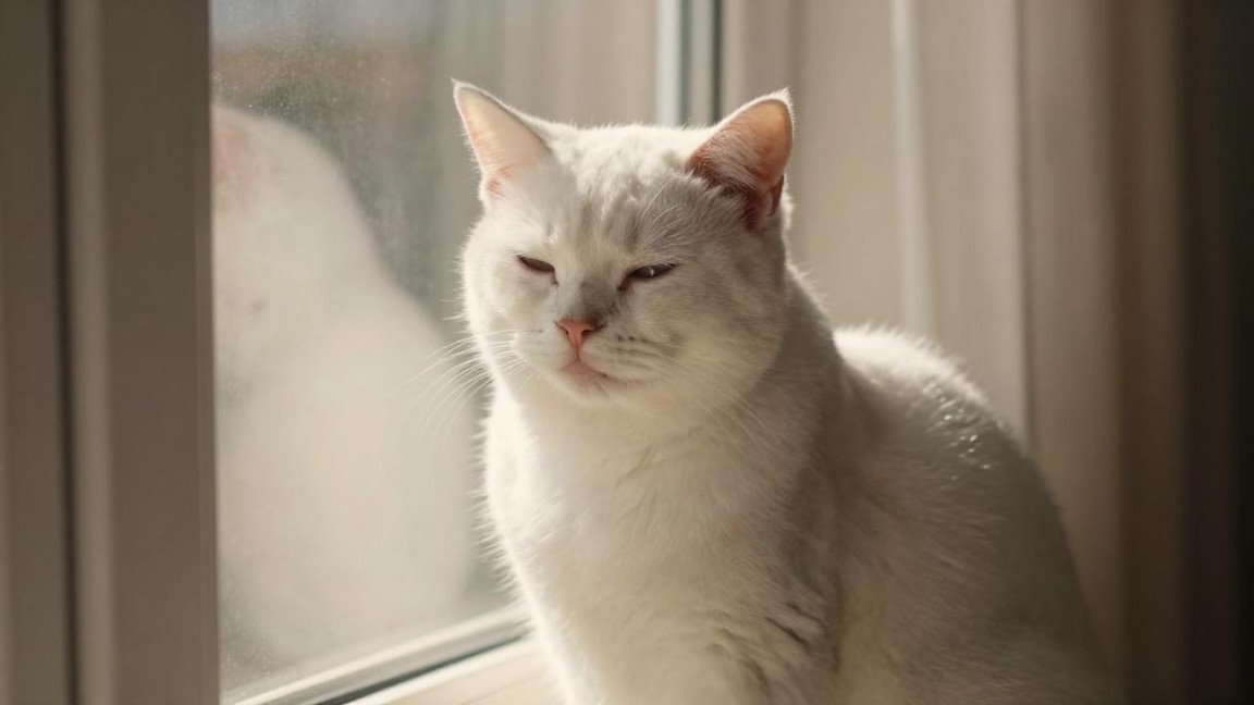 阿盟强烈谴责以外长“访问”索马里兰地区