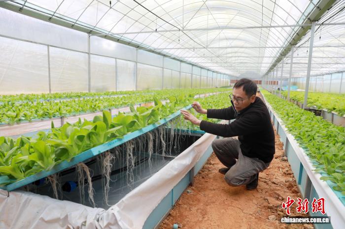 （乡村行·看振兴）“雾”里“生金” 广西返乡创业夫妇巧用“气