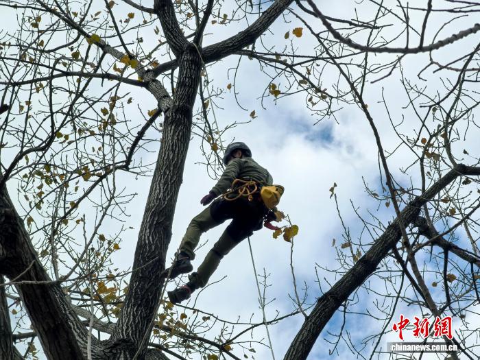 攀树运动从小众走向应用 助力中