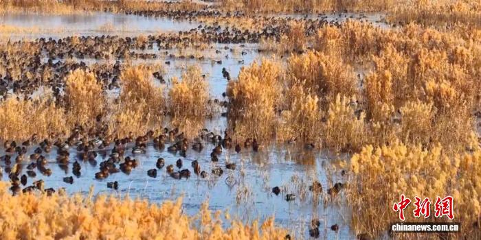 新疆阿拉尔市：湿地成越冬候鸟栖息乐园