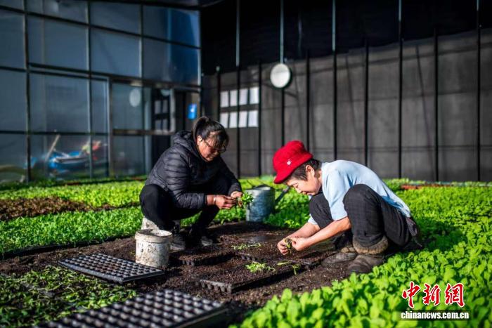 黑龙江双鸭山：“富硒+零农残”鲜嫩蔬菜仲冬上市
