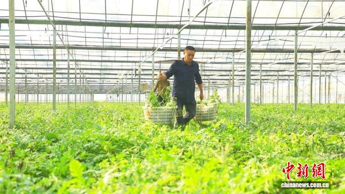 闲置大棚生“金” 湖南东安探索农业资源高效利用新路径