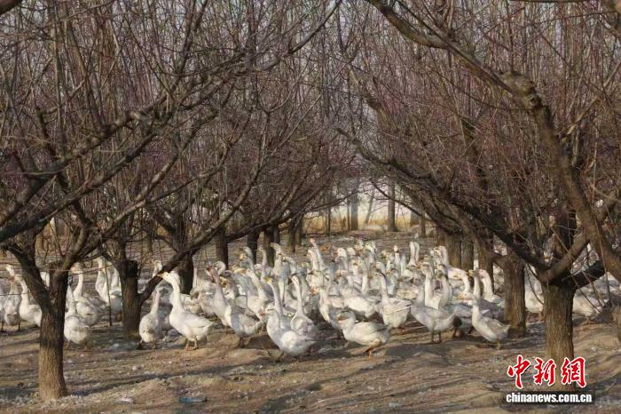 （乡村行·看振兴）山西长子：林间畜禽养殖 撬动乡村经济新支点