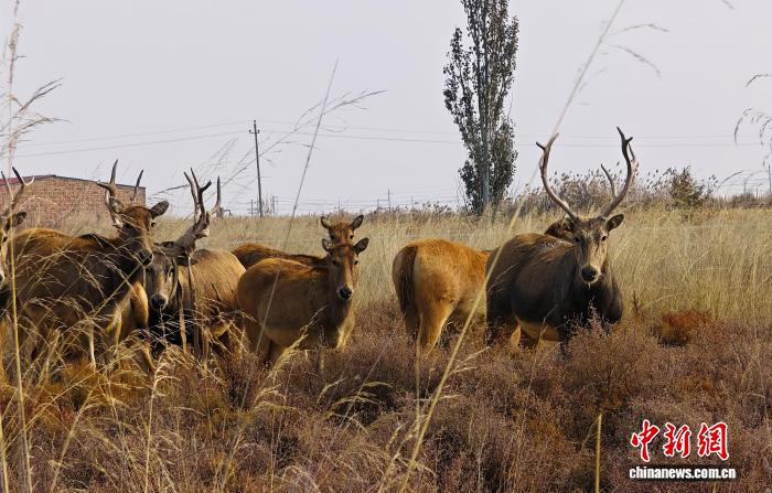 乌梁素海生态“逆袭”：麋鹿北上安家候鸟天堂扩容