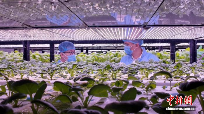 从宝岛到天山：台胞十年逐梦植物工厂