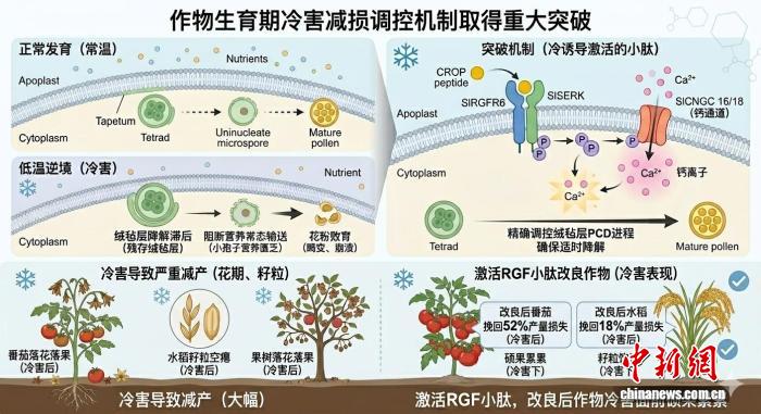 中国科学家发现作物“侠义”基因