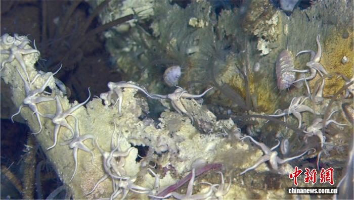 超4200米深海绵延1200公