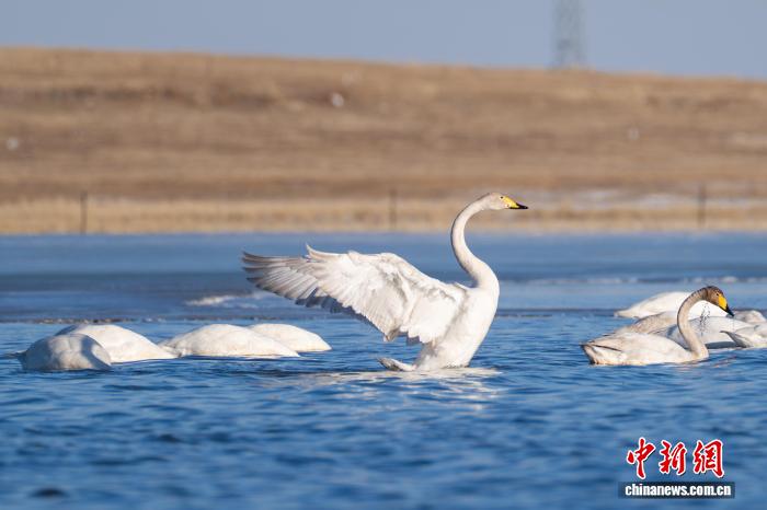 10年间呼伦湖候鸟数量增加超1