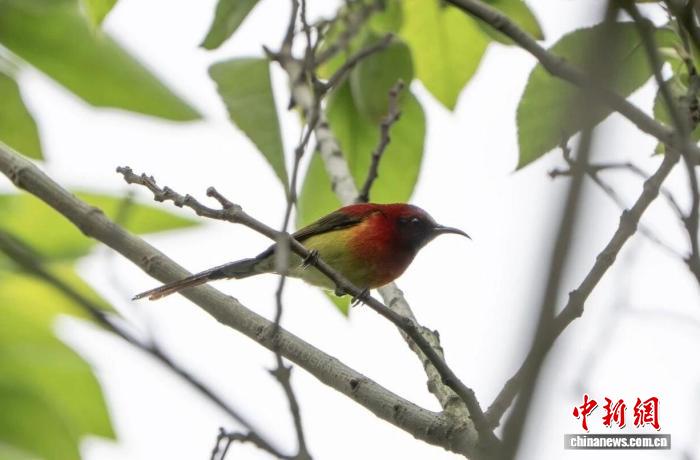 江西鄱阳湖南矶湿地首次发现蓝喉