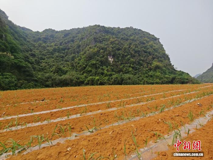 大湾区采购商组团赴桂考察 粤桂协作助力好物出山