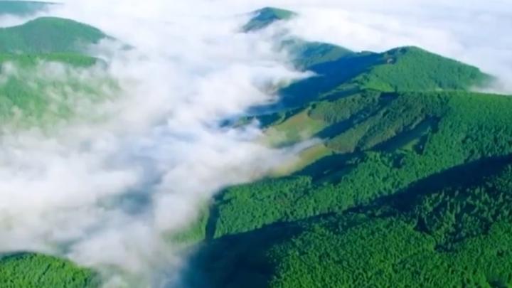 拾光纪·“植”此青绿，跟着总书记共建美丽家园