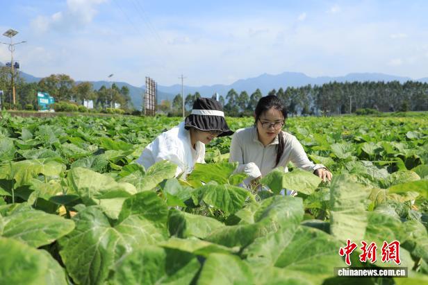 湖南江永高山蔬菜热销粤港澳大湾区