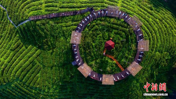 两岸美人茶技术共通 推动茶产业标准化发展