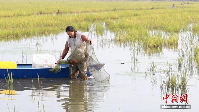 （乡村行·看振兴）“一田双收” 广西桂平小龙虾产业铺就乡村致