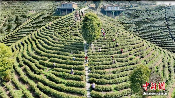 湘南山村“茶香”飘世界：一片茶