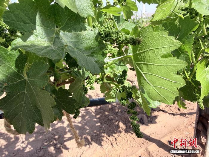 宁夏青铜峡15.3万亩酿酒葡萄进入抹芽关键期