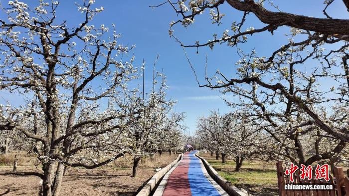 “世界第一古梨园”开启梨花季 甘肃“花经济”兴起
