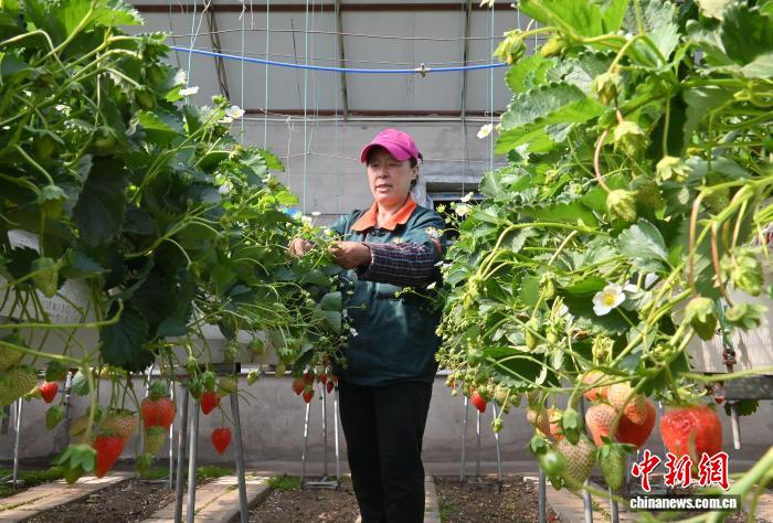 （走进中国乡村）东北乡村用“芯