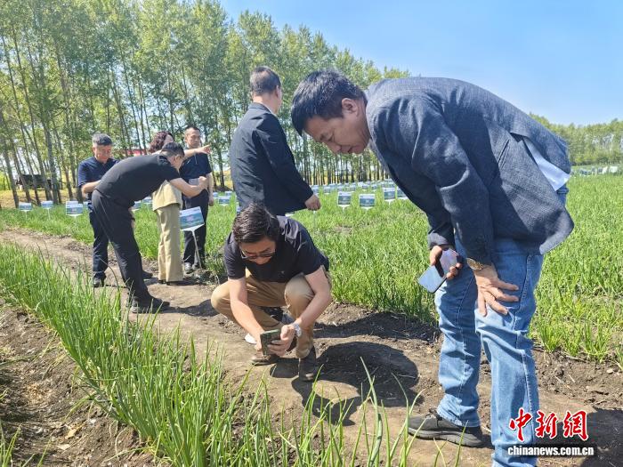 黑龙江“寒地龙菜”产业规模渐成 小毛葱等“龙菜”冷链直运香港