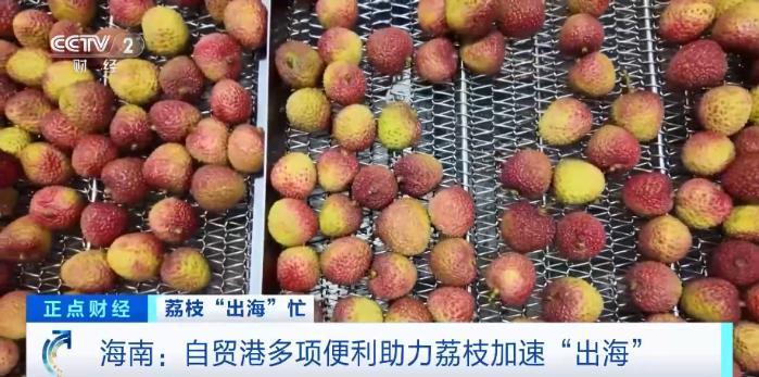 证件可以“云签发” 自贸港多项便利助力海南荔枝出口