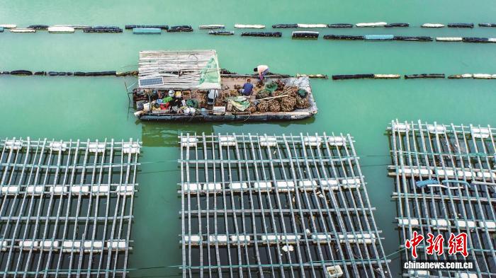（乡村行·看振兴）一颗牡蛎的“变形记” 浙江三门滩涂地“长出