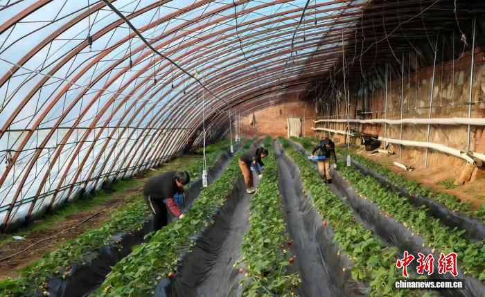 （乡村行·看振兴）山西高平：智慧农业显身手 温室大棚好“丰”