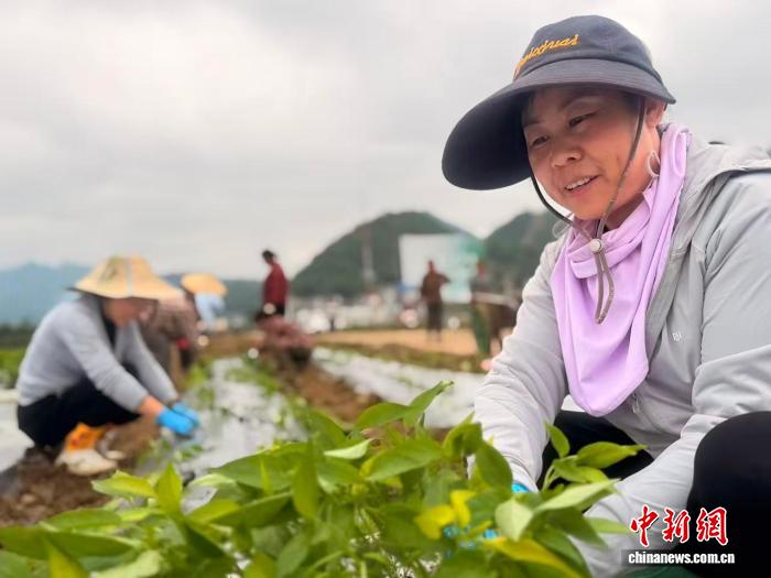 （乡村行·看振兴）贵州遵义：辣椒移栽正当时 科研育种助增收