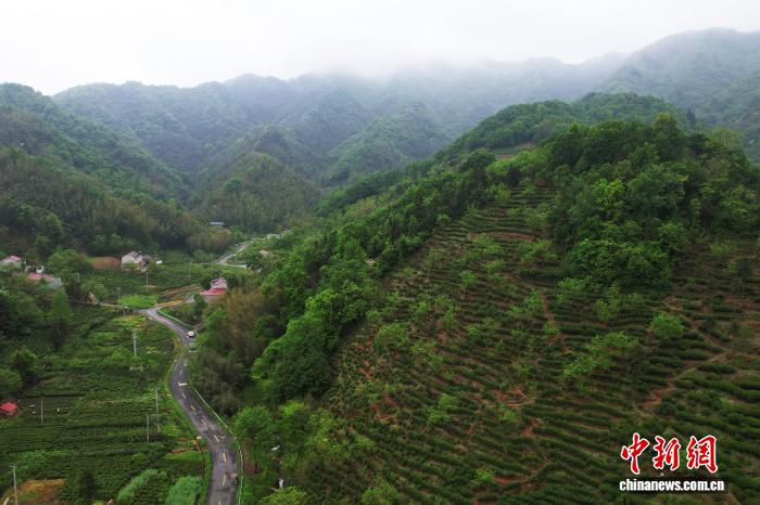 （走进中国乡村）六安瓜片植入“电子身份证” 大别山茶产业增添