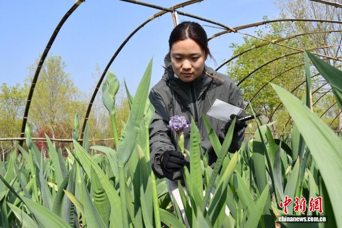 从“赏花热”到“产业兴” 山东鲜花经济绽放“美丽动能”