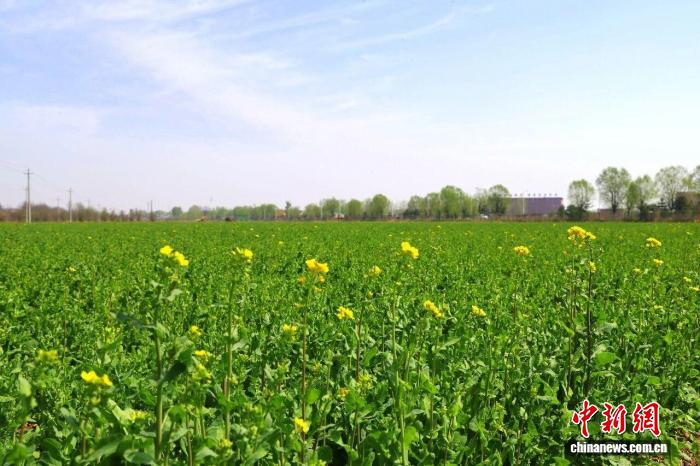 （乡村行·看振兴）“一地双收”