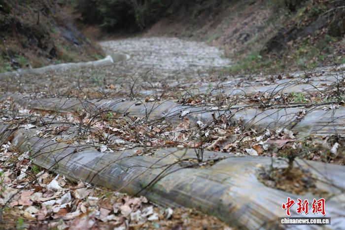 （乡村行·看振兴）一根藤编织致