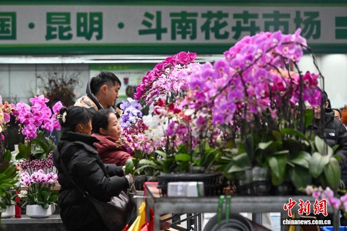 “宝华”月季走红网络 云南花卉“走新”又“走芯”