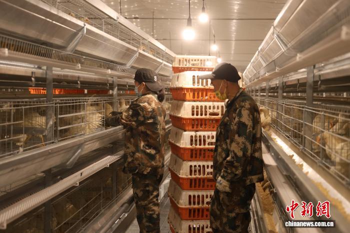 湖南冷水滩蛋鸡住进“智能别墅” 成富民新引擎