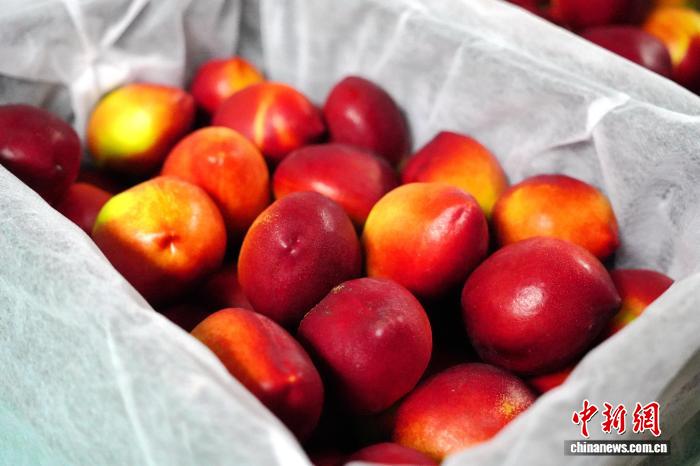 （乡村行·看振兴）“中国桃乡”