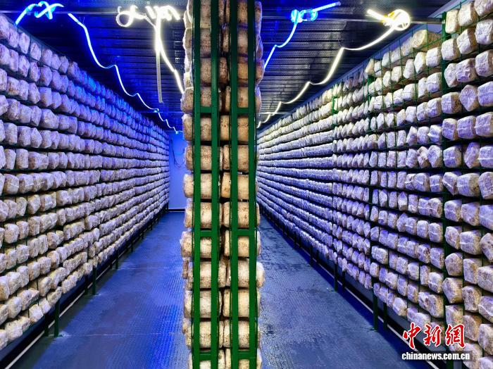 （乡村行·看振兴）“智慧菇房”落户边关：广西凭祥友谊镇科技赋