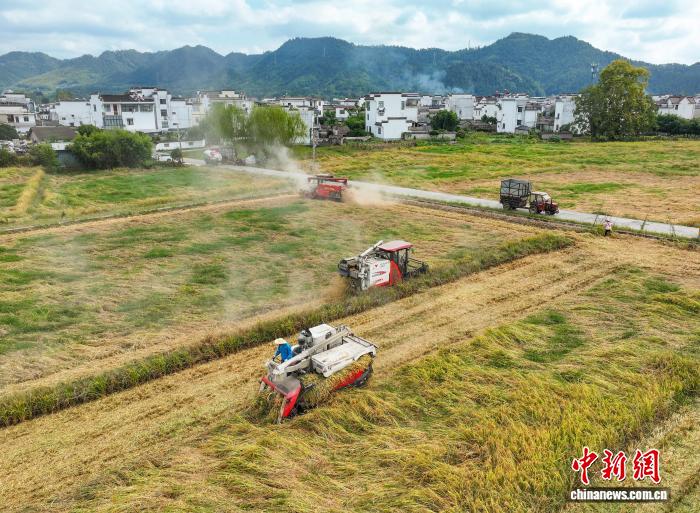 安徽稻种出口量稳居中国首位