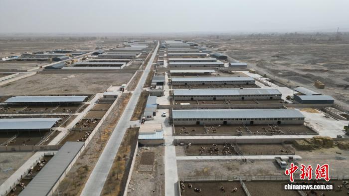 从散养到集约 甘肃临泽牛产业链