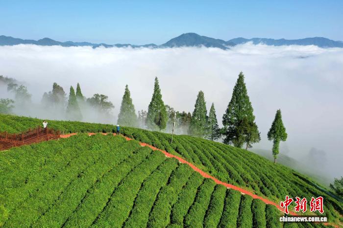 专家称品牌建设已成茶产业高质量发展核心支撑