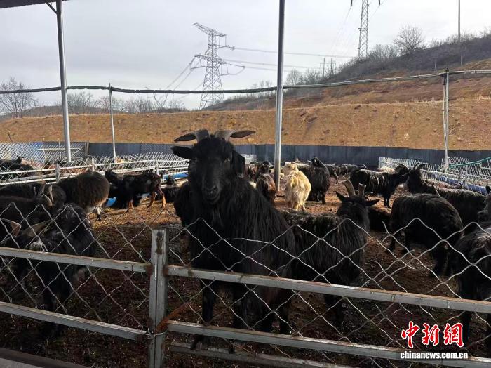 （乡村行·看振兴）山西长子：黑山羊养殖年销超200万元 乡村