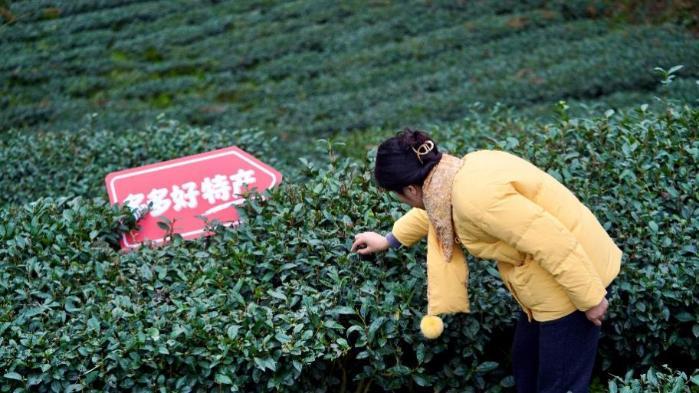 拼多多发布Q1财报：“千亿扶持”加码惠商助农，新拼姆助力供应