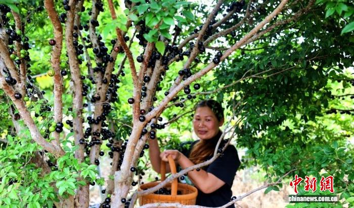 （乡村行·看振兴）广东西和村：嘉宝果喜迎丰收 带动富农增收