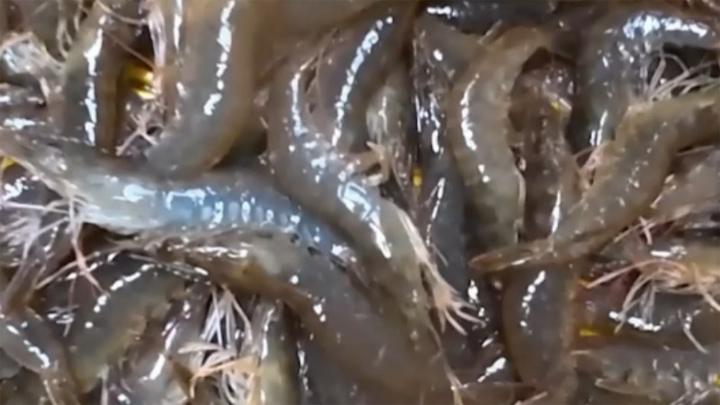 沙漠戈壁出鱼鲜！新疆水产品一季度产量达2.6万吨