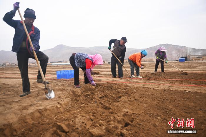 甘肃陇西：“太空育种+智能管护”赋能中药材种子