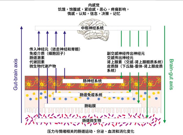 一压力大就胃疼？原来大脑与肠胃存在“隐形通道”