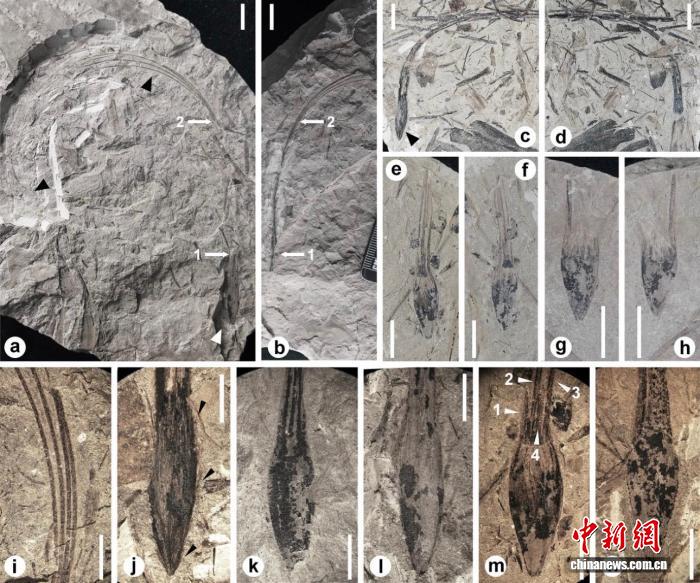 早期种子如何演化传播？中国发现3.4亿年前全新植物化石研究揭