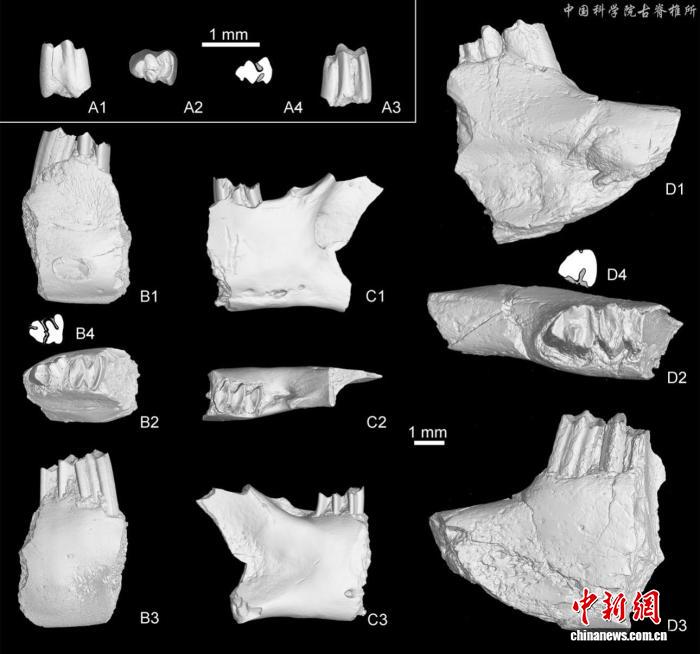 最新研究：香格里拉早更新世哺乳