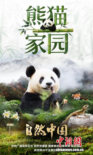 系列片《熊猫家园》探寻国宝故土的生命密码