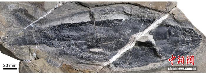 中国科学家在云南发现世界上最早